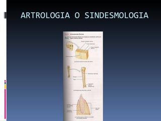 ARTROLOGIA O SINDESMOLOGIA 