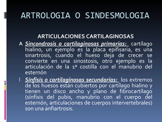 ARTROLOGIA O SINDESMOLOGIA ARTICULACIONES CARTILAGINOSAS Sincondrosis o cartilaginosas primarias:  cartílago hialino, un ejemplo es la placa epifisaria, es una sinartrosis, cuando el hueso deja de crecer se convierte en una sinostosis, otro ejemplo es la articulación de la 1ª costilla con el manubrio del esternón Sínfisis o cartilaginosas secundarias:  los extremos de los huesos están cubiertos por cartílago hialino y tienen un disco ancho y plano de fibrocartílago (sínfisis del pubis, manubrio con el cuerpo del esternón, articulaciones de cuerpos intervertebrales) son una anfiartrosis. 