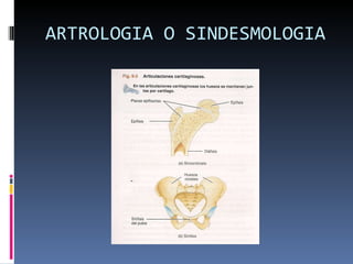 ARTROLOGIA O SINDESMOLOGIA 