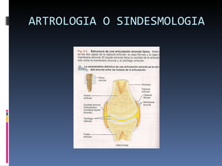 ARTROLOGIA O SINDESMOLOGIA 