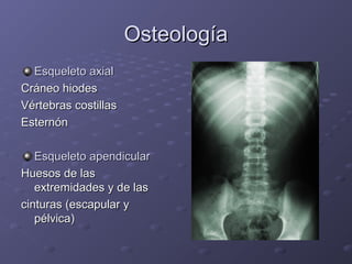 OOsstteeoollooggííaa 
EEssqquueelleettoo aaxxiiaall 
CCrráánneeoo hhiiooddeess 
VVéérrtteebbrraass ccoossttiillllaass 
EEsstteerrnnóónn 
EEssqquueelleettoo aappeennddiiccuullaarr 
HHuueessooss ddee llaass 
eexxttrreemmiiddaaddeess yy ddee llaass 
cciinnttuurraass (eessccaappuullaarr yy 
ppééllvviiccaa) 
 