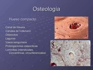 OOsstteeoollooggííaa 
HHuueessoo ccoommppaaccttoo. 
CCaannaall ddee HHaavveerrss 
CCaannaalleess ddee VVoollkkmmaannnn 
OOsstteeoocciittooss 
LLaagguunnaass 
VVaassooss ssaanngguuíínneeooss 
PPrroolloonnggaacciioonneess oosstteeoocciittiiccaass 
LLaammiinniillllaass (iinntteerrssttiicciiaalleess,, 
CCoonnccéénnttrriiccaass,, cciirrccuunnffeerreenncciiaalleess) 
 