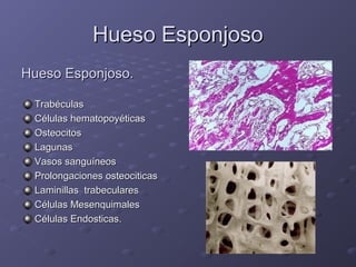 HHuueessoo EEssppoonnjjoossoo 
HHuueessoo EEssppoonnjjoossoo.. 
TTrraabbééccuullaass 
CCéélluullaass hheemmaattooppooyyééttiiccaass 
OOsstteeoocciittooss 
LLaagguunnaass 
VVaassooss ssaanngguuíínneeooss 
PPrroolloonnggaacciioonneess oosstteeoocciittiiccaass 
LLaammiinniillllaass ttrraabbeeccuullaarreess 
CCéélluullaass MMeesseennqquuiimmaalleess 
CCéélluullaass EEnnddoossttiiccaass.. 
 