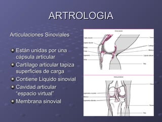 AARRTTRROOLLOOGGIIAA 
AArrttiiccuullaacciioonneess SSiinnoovviiaalleess 
EEssttáánn uunniiddaass ppoorr uunnaa 
ccááppssuullaa aarrttiiccuullaarr 
CCaarrttííllaaggoo aarrttiiccuullaarr ttaappiizzaa 
ssuuppeerrffiicciieess ddee ccaarrggaa 
CCoonnttiieennee LLiiqquuiiddoo ssiinnoovviiaall 
CCaavviiddaadd aarrttiiccuullaarr 
““eessppaacciioo vviirrttuuaall”” 
MMeemmbbrraannaa ssiinnoovviiaall 
 