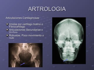AARRTTRROOLLOOGGIIAA 
AArrttiiccuullaacciioonneess CCaarrttiillaaggiinnoossaass 
UUnniiddaass ppoorr ccaarrttííllaaggoo hhiiaalliinnoo oo 
FFiibbrrooccaarrttííllaaggoo 
AArrttiiccuullaacciioonneess SSeeccuunnddaarriiaass oo 
SSíínnffiissiiss 
RRoobbuussttaass,, PPooccoo mmoovviimmiieennttoo oo 
nnuulloo 
 