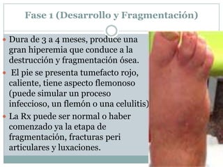 Fase 1 (Desarrollo y Fragmentación)

 Dura de 3 a 4 meses, produce una
  gran hiperemia que conduce a la
  destrucción y fragmentación ósea.
 El pie se presenta tumefacto rojo,
  caliente, tiene aspecto flemonoso
  (puede simular un proceso
  infeccioso, un flemón o una celulitis)
 La Rx puede ser normal o haber
  comenzado ya la etapa de
  fragmentación, fracturas peri
  articulares y luxaciones.
 