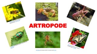 ARTROPODE
This Photo by Unknown Author is licensed under
CC BY-SA
This Photo by Unknown Author is licensed under CC BY
 