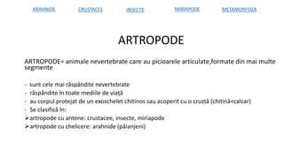 ARTROPODE
ARTROPODE= animale nevertebrate care au picioarele articulate,formate din mai multe
segmente
- sunt cele mai răspândite nevertebrate
- răspândite în toate mediile de viață
- au corpul protejat de un exoschelet chitinos sau acoperit cu o crustă (chitină+calcar)
- Se clasifică în:
artropode cu antene: crustacee, insecte, miriapode
artropode cu chelicere: arahnide (păianjeni)
ARAHNIDE CRUSTACEE INSECTE MIRIAPODE METAMORFOZA
 