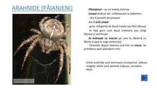 ARAHNIDE (PĂIANJENI) Păianjenul – au un înveliș chitinos
Corpul alcătuit din: cefalotorace și abdomen.
- Are 4 perechi de picioare
Are 8 ochi simpli
-gura, mărginită de două maxile sau fălci tăioase
-în fața gurii sunt două chelicere sau căngi
tăioase și veninoase
Se hrănește cu insecte pe care le sfărâmă cu
fălcile și apoi le suge conținutul.
Femelele depun toamna ouă într-un cocon, iar
primăvara apar păianjenii mici
Unele arahnide sunt veninoase (scorpionul, văduva
neagră), altele sunt parazite (căpușa, sarcoptul
râiei).
 