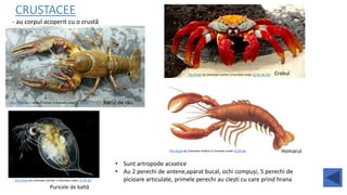 CRUSTACEE
- au corpul acoperit cu o crustă
This Photo by Unknown Author is licensed under CC BY-ND Racul de râu
This Photo by Unknown Author is licensed under CC BY-NC-ND Crabul
This Photo by Unknown Author is licensed under CC BY-NC
Puricele de baltă
This Photo by Unknown Author is licensed under CC BY-SA Homarul
• Sunt artropode acvatice
• Au 2 perechi de antene,aparat bucal, ochi compuși, 5 perechi de
picioare articulate, primele perechi au clești cu care prind hrana
 