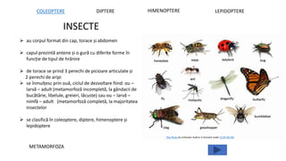 INSECTE
COLEOPTERE DIPTERE HIMENOPTERE LEPIDOPTERE
 au corpul format din cap, torace și abdomen
 capul prezintă antene și o gură cu diferite forme în
funcție de tipul de hrănire
 de torace se prind 3 perechi de picioare articulate și
2 perechi de aripi
 se înmulțesc prin ouă, ciclul de dezvoltare fiind: ou –
larvă – adult (metamorfoză incompletă, la gândacii de
bucătărie, libelule, greieri, lăcuste) sau ou – larvă –
nimfă – adult (metamorfoză completă, la majoritatea
insectelor
 se clasifică în coleoptere, diptere, himenoptere și
lepidoptere
METAMORFOZA
This Photo by Unknown Author is licensed under CC BY-NC-ND
 