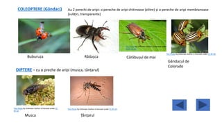 COLEOPTERE (Gândaci) Au 2 perechi de aripi: o pereche de aripi chitinoase (elitre) și o pereche de aripi membranoase
(subțiri, transparente)
This Photo by Unknown Author is licensed under
CC BY-SA-NC
DIPTERE – cu o preche de aripi (musca, tânțarul)
This Photo by Unknown Author is licensed under CC
BY-SA
This Photo by Unknown Author is licensed under CC BY-SA
Buburuza Cărăbușul de maiRădașca
This Photo by Unknown Author is licensed under CC BY-NC
Gândacul de
Colorado
Musca Țânțarul
 