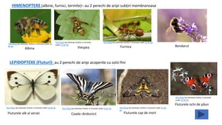 HIMENOPTERE (albine, furnici, termite)– au 2 perechi de aripi subțiri membranoase
LEPIDOPTERE (Fluturi)- au 2 perechi de aripi acoperite cu solzi fini
This Photo by Unknown Author is licensed under CC BY-SA This Photo by Unknown Author is licensed under CC BY-SA
This Photo by Unknown Author is licensed
under CC BY-SA
This Photo by Unknown Author is licensed under CC BY-
SA
This Photo by Unknown Author is licensed under CC
BY-SA
This Photo by Unknown Author is licensed
under CC BY-SA
Fluturele alb al verzei Coada rândunicii Fluturele cap de mort
Fluturele ochi de păun
This Photo by Unknown Author is licensed under CC BY-SA
Albina Viespea Furnica Bondarul
 