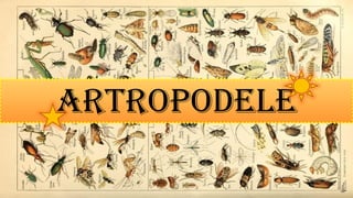 Artropodele proiect biologie powerpoint (idk man) | PPTX