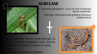 Artropodele proiect biologie powerpoint (idk man) | PPTX