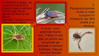 Artropodele proiect biologie powerpoint (idk man) | PPTX