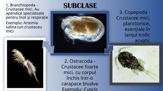 Artropodele proiect biologie powerpoint (idk man) | PPTX