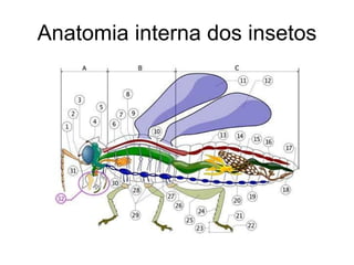 Anatomia interna dos insetos 