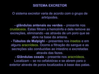 SISTEMA EXCRETOR O sistema excretor varia de acordo com o grupo de artrópodes. - glândulas antenais ou verdes  – presente nos  crustáceos . Estas filtram a hemolinfa e dela remove as excreções, eliminando –as através de um poro que se abre na base da antena. - Túbulos de Malpighi  – presentes nos  insetos  e em alguns  aracnídeos . Ocorre a filtração do sangue e as secreções são conduzidas ao intestino e excretadas através das fezes. - Glândulas coxais  – presente nos  aracnídeos.  Localizam – se no cefalotórax e se abrem para o exterior através de poros localizados á base das patas. 