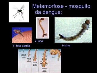 Metamorfose - mosquito da dengue: 1- fase adulta 2- larva 3- larva 