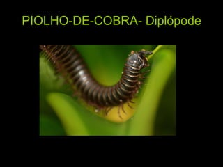 PIOLHO-DE-COBRA- Diplópode 