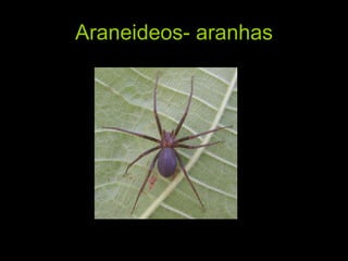 Araneideos- aranhas 