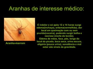 Aranhas de interesse médico: Aranha-marrom O fato destas aranhas ficarem escondidas nos calçados, roupas e cama facilita o acidente, que é indolor e só após 12 a 14 horas surge edema(inchaço), eritema(vermelhão), dor local em queimação com ou sem prurido(coceira), podendo surgir bolha e necrose (morte do tecido). Edema de mãos, face, pés, longe do local da picada, boca seca, urina escura, oligúria (pouca urina), sonolência e mal estar são sinais de gravidade. É indolor e só após 12 a 14 horas surge edema(inchaço), eritema(vermelhão), dor local em queimação com ou sem prurido(coceira), podendo surgir bolha e necrose (morte do tecido). Edema de mãos, face, pés, longe do local da picada, boca seca, urina escura, oligúria (pouca urina), sonolência e mal estar são sinais de gravidade. 
