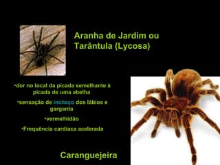 Caranguejeira Aranha de Jardim ou  Tarântula (Lycosa) dor no local da picada semelhante à picada de uma abelha  sensação de  inchaço  dos lábios e garganta  vermelhidão  Frequência cardíaca acelerada 