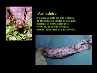 Armadeira A picada resulta em dor violenta no local que se irradia pela região atingida. A vítima apresenta tonturas, queda de pressão, vômito, suor intenso e espasmos.  
