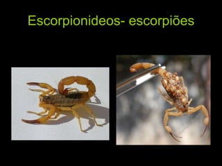 Escorpionideos- escorpiões 