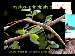 Insetos- principais ordens Ordem Thysanura  – traça -  Ordem Odonata  - Exemplo: as libélulas. -  Ordem Blattodea  - Exemplo: as baratas.  -  Ordem Isoptera  –Exemplo: os cupins.  -  Ordem Orthoptera  –Exemplo: gafanhotos e grilos.  -  Ordem Phasmida  –Exemplo: os bichos-pau.  