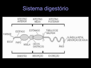 Sistema digestório Completo de boca a ânus. Na boca encontramos os apêndices bucais que variam de acordo com a alimentação. Os nutrientes são absorvidos pelas células das paredes intestinal e atingem o sangue, de onde se distribuem pelo corpo. Restos alimentares são eliminados pelo ânus. 