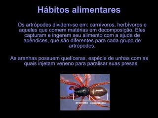 Hábitos alimentares Os artrópodes dividem-se em: carnívoros, herbívoros e aqueles que comem matérias em decomposição. Eles capturam e ingerem seu alimento com a ajuda de apêndices, que são diferentes para cada grupo de artrópodes. As aranhas possuem quelíceras, espécie de unhas com as quais injetam veneno para paralisar suas presas.  