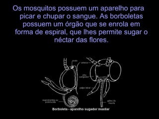 Os mosquitos possuem um aparelho para picar e chupar o sangue. As borboletas possuem um órgão que se enrola em forma de espiral, que lhes permite sugar o néctar das flores. 