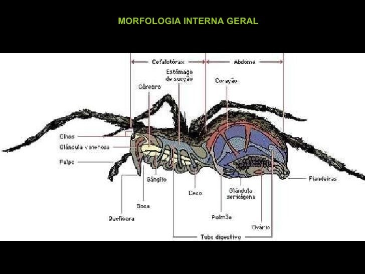 Artropodes ant heart diagram 