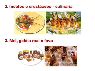 2. Insetos e crustáceos - culinária 3. Mel, geléia real e favo 