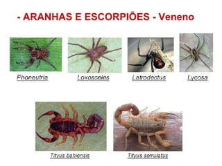- ARANHAS E ESCORPIÕES - Veneno 