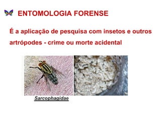 É a aplicação de pesquisa com insetos e outros artrópodes - crime ou morte acidental ENTOMOLOGIA FORENSE 