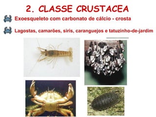 Exoesqueleto com carbonato de cálcio - crosta  Lagostas, camarões, siris, caranguejos e tatuzinho-de-jardim 2. CLASSE CRUSTACEA 