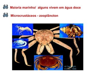 Maioria marinho/  alguns vivem em água doce Microcrustáceos - zooplâncton 