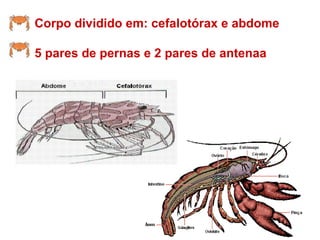 Corpo dividido em: cefalotórax e abdome 5 pares de pernas e 2 pares de antenaa 