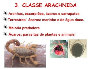 Aranhas, escorpiões, ácaros e carrapatos Terrestres/  ácaros: marinho e de água doce. Maioria predadora Ácaros: parasitas de plantas e animais 3. CLASSE ARACHNIDA 