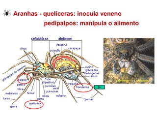 Aranhas - quelíceras: inocula veneno  pedipalpos: manipula o alimento 