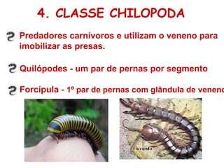 Predadores carnívoros e utilizam o veneno para imobilizar as presas. Quilópodes - um par de pernas por segmento Forcípula -  1º par de pernas com glândula de veneno 4. CLASSE CHILOPODA 