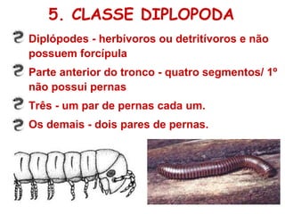 Diplópodes - herbívoros ou detritívoros e não possuem forcípula Parte anterior do tronco - quatro segmentos/ 1º  não possui pernas  Três - um par de pernas cada um.  Os demais - dois pares de pernas. 5. CLASSE DIPLOPODA 