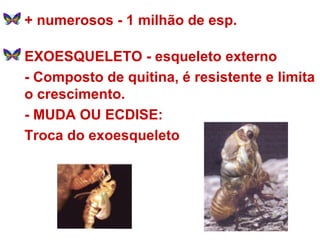 + numerosos - 1 milhão de esp. EXOESQUELETO - esqueleto externo - Composto de quitina, é resistente e limita o crescimento. - MUDA OU ECDISE:  Troca do exoesqueleto  