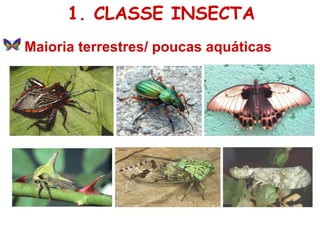 1. CLASSE INSECTA Maioria terrestres/ poucas aquáticas 