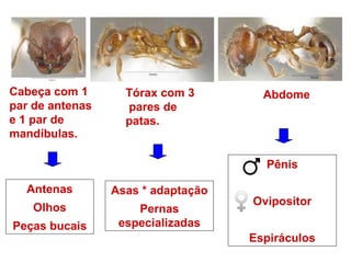 Antenas Olhos Peças bucais Asas * adaptação Pernas especializadas Cabeça com 1 par de antenas e 1 par de mandíbulas. Tórax com 3 pares de patas. Abdome Pênis Ovipositor Espiráculos 