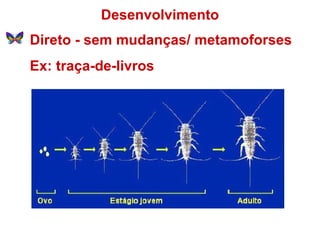 Desenvolvimento Direto - sem mudanças/ metamoforses Ex: traça-de-livros 