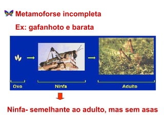 Metamoforse incompleta Ex: gafanhoto e barata Ninfa- semelhante ao adulto, mas sem asas 